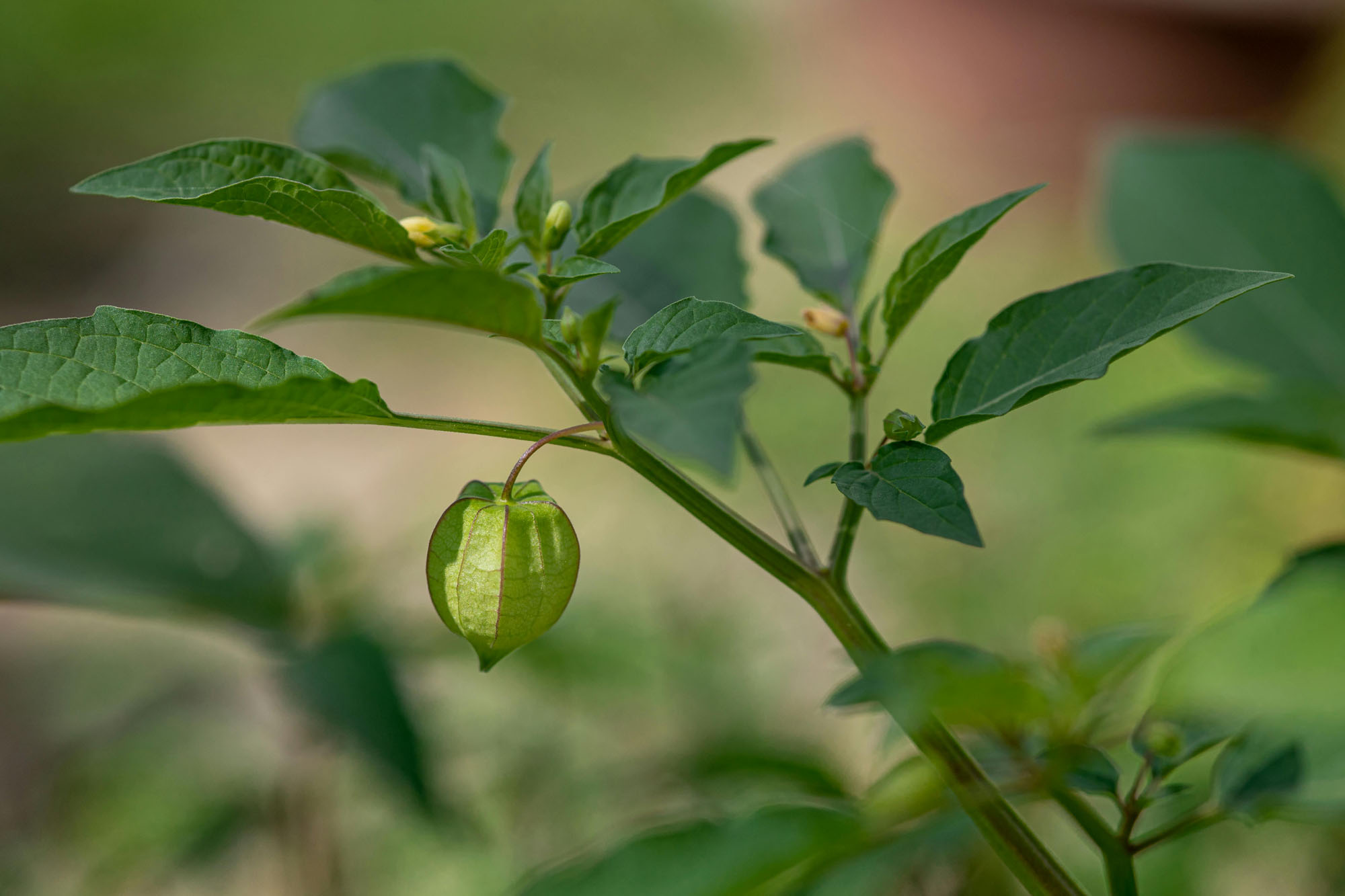 Ashwagandha: werking, dosering en ervaringen